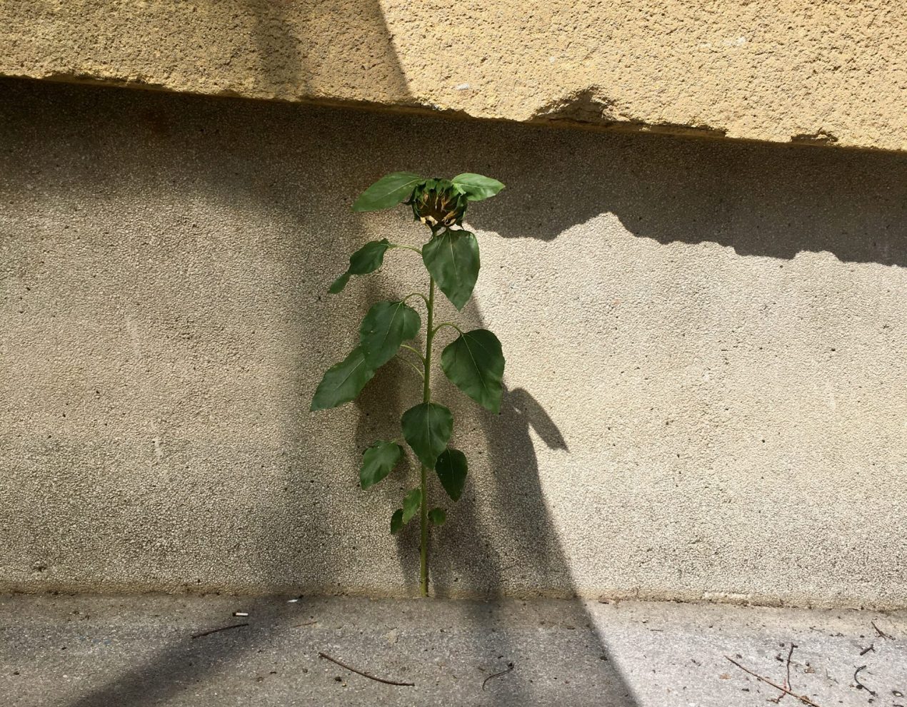 If it’s Green, it’s Good – Modern Urban Ecology by Del Tredici