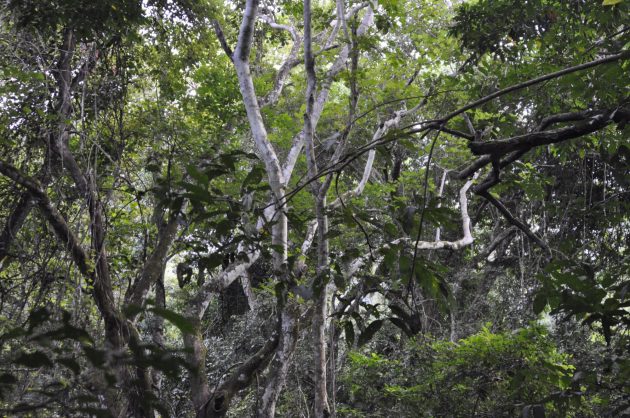 Responding to the Land: The Landscape Studio