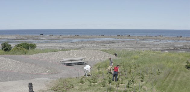 How to Grow a Shoreline by Practice Landscape