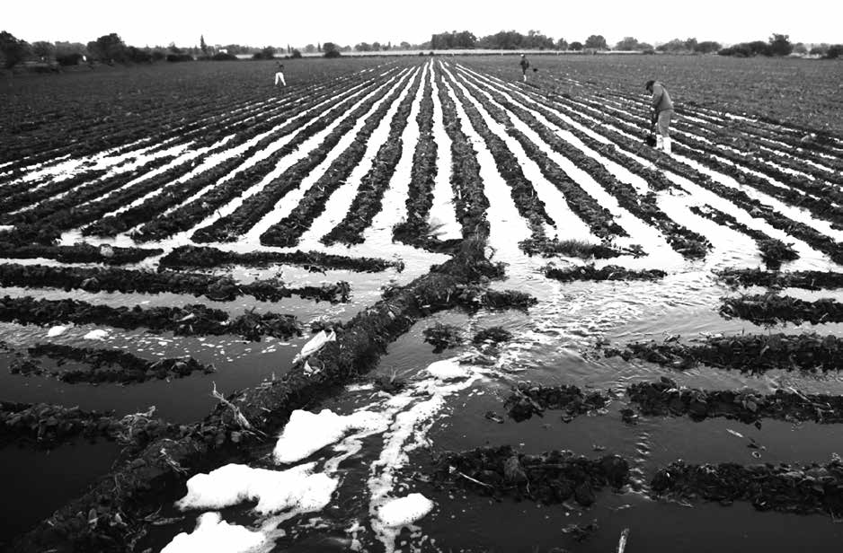 Soil Contains Social Relations (and It’s Our External Gut): Thinking Through Soil by Seth Denizen