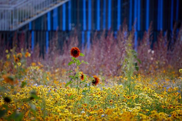 Superbloom at The Tower of London by Grant Associates